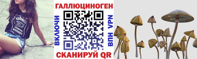 Купить где  Кольчугино  Псилоцибиновые грибы мицелий 
